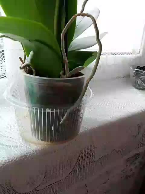 Neznakomka44 Live Sex March 2, 2026