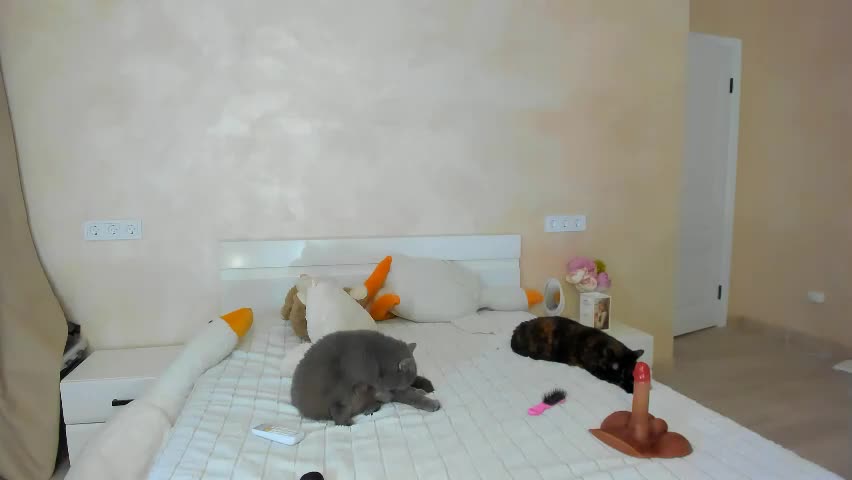 musemelody Live Sex May 6, 2026
