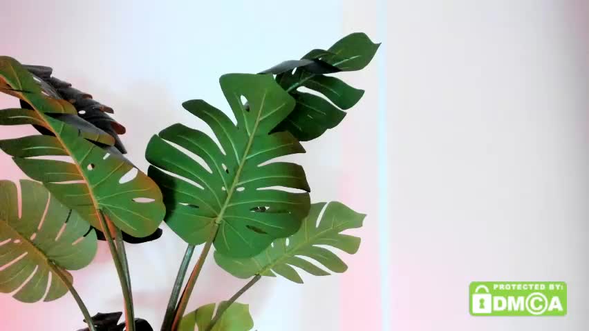 ashllovee_ Live Sex May 14, 2026