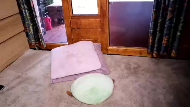 littledante91 Live Sex June 15, 2026
