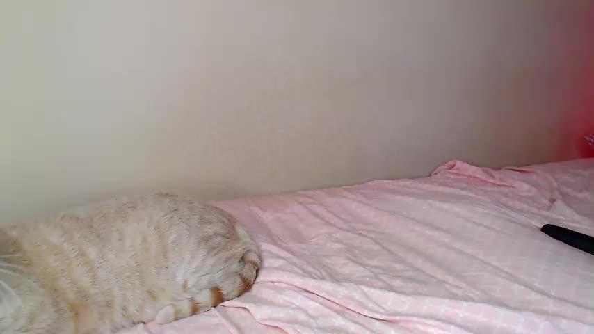 JustAlice Live Sex July 7, 2026
